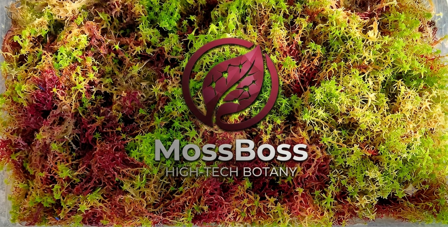 Live Sphagnum Moss Fresh real natural Sustainable Micropropagated Red Yellow Green Multicolor MossBoss Collection 