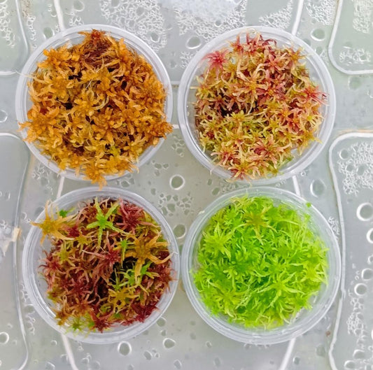 4 Varieties Live sphagnum moss red yellow Green multicolored fresh natural MossBoss 