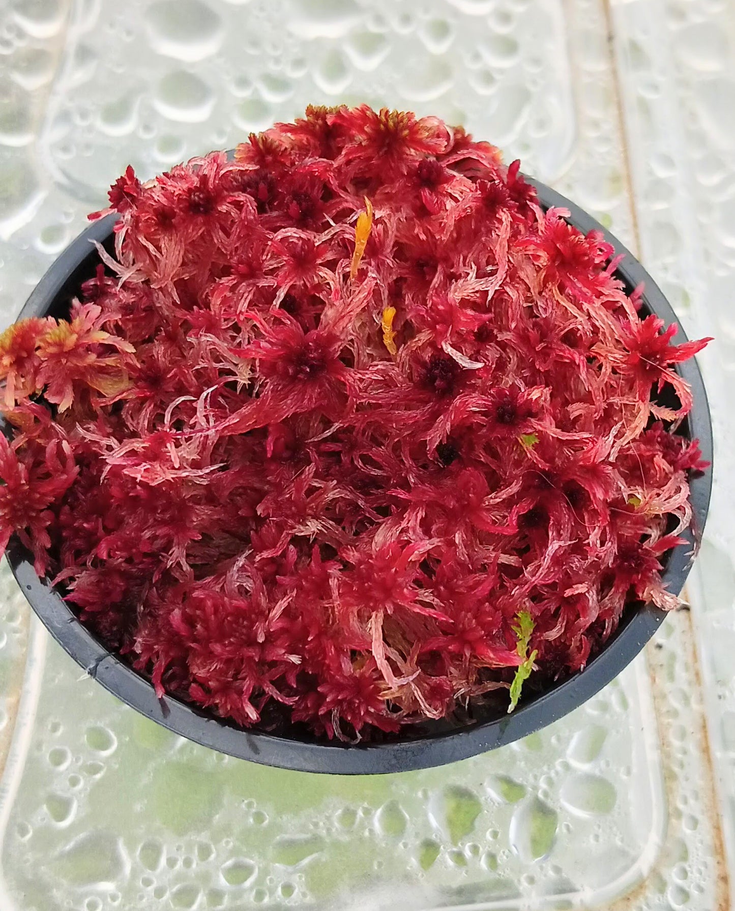 LIVE sphagnum moss red