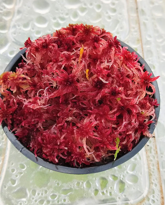 LIVE sphagnum moss red