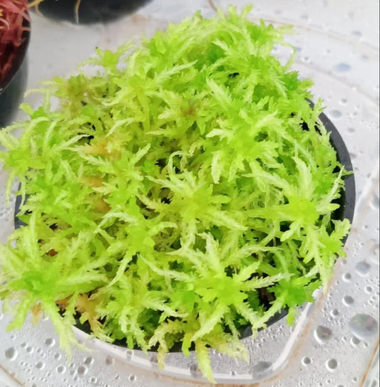 Musgo sphagnum vivo natural verde SUSTAINABLE MICROPROPAGATED