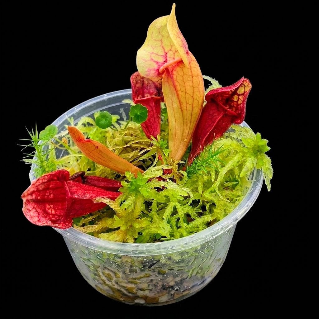 Nano Bogarium with Sarracenia purpurea and live green Sphagnum Moss sustainable micropropagated MossBoss