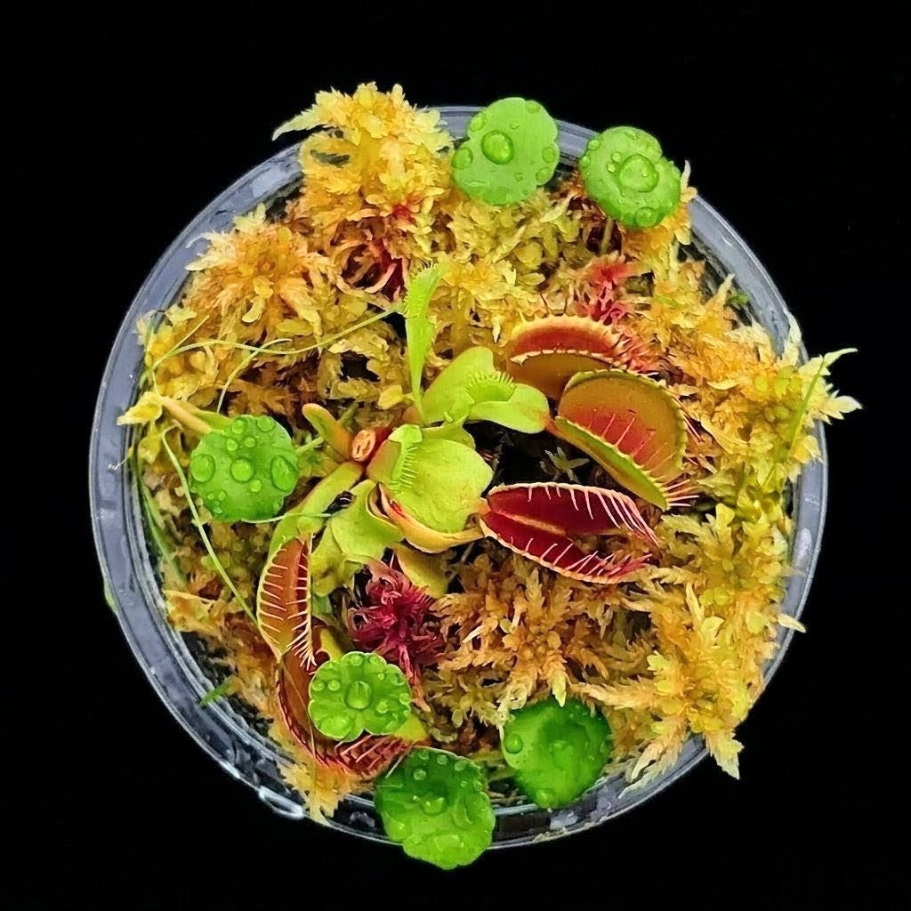 Venus Flytrap Dionaea muscipula mini bog terrarium amber gold live Sphagnum Moss MossBoss