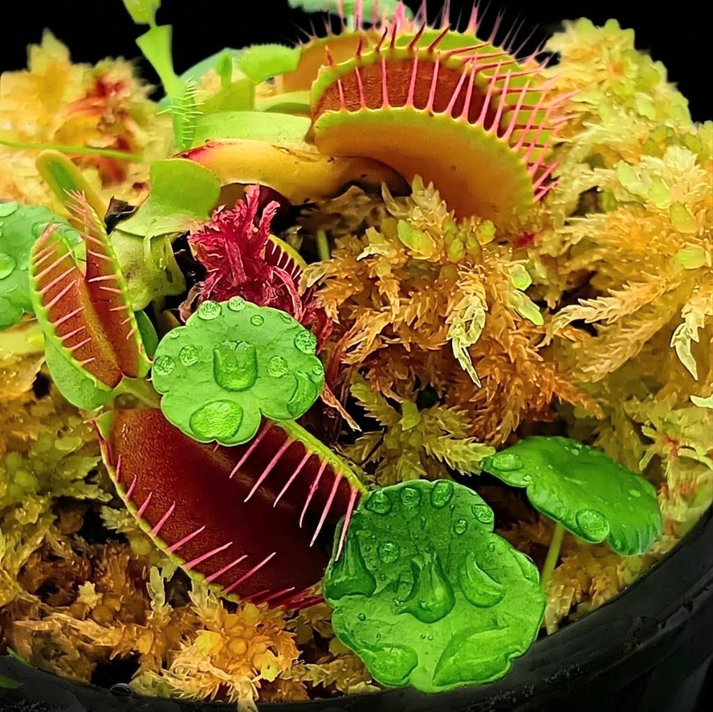 Amber gold live Sphagnum Moss nano Bogarium Dionaea carnivorous plant micropropagated MossBoss