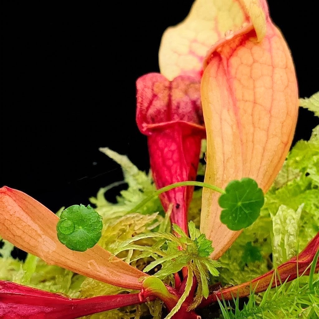 Live green Sphagnum Moss with Sarracenia carnivorous plant in mini bog terrarium MossBoss