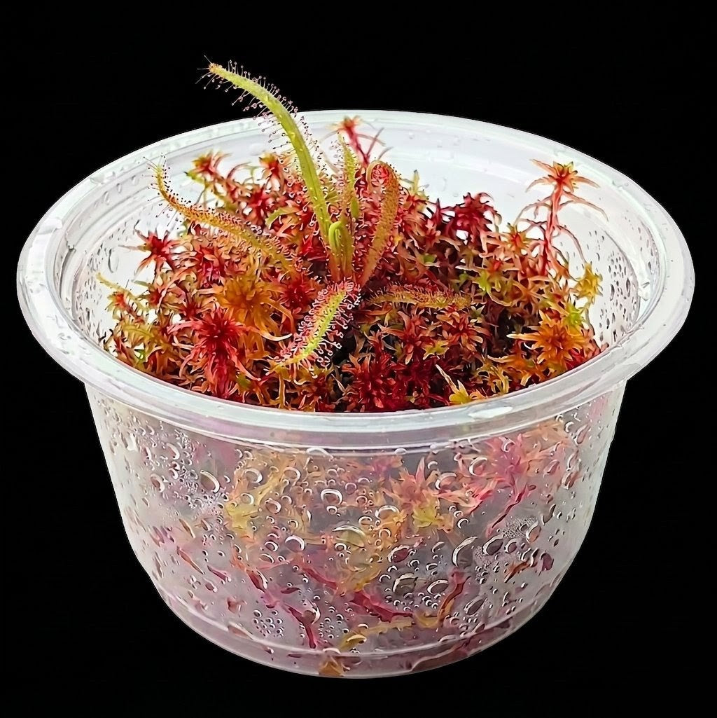 Nano Bogarium with Drosera Adelae and live red Sphagnum Moss sustainable micropropagated MossBoss