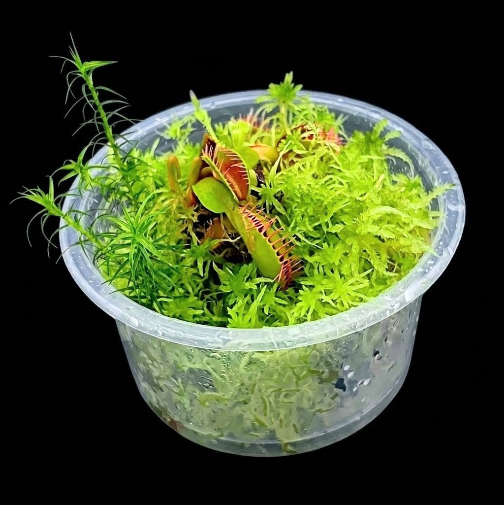 Nano Bogarium with Dionaea muscipula Venus Flytrap and live green Sphagnum Moss MossBoss