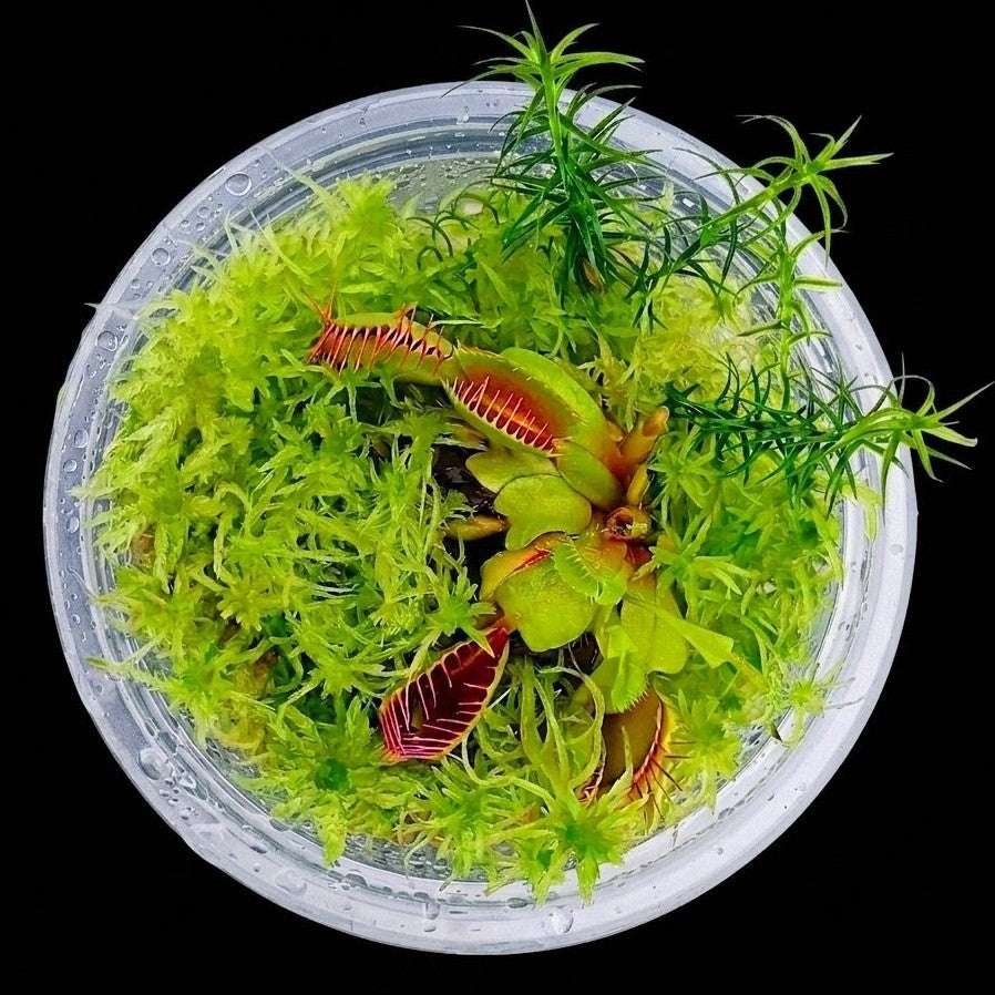 Venus Flytrap Dionaea muscipula in mini bog terrarium with live green Sphagnum Moss MossBoss