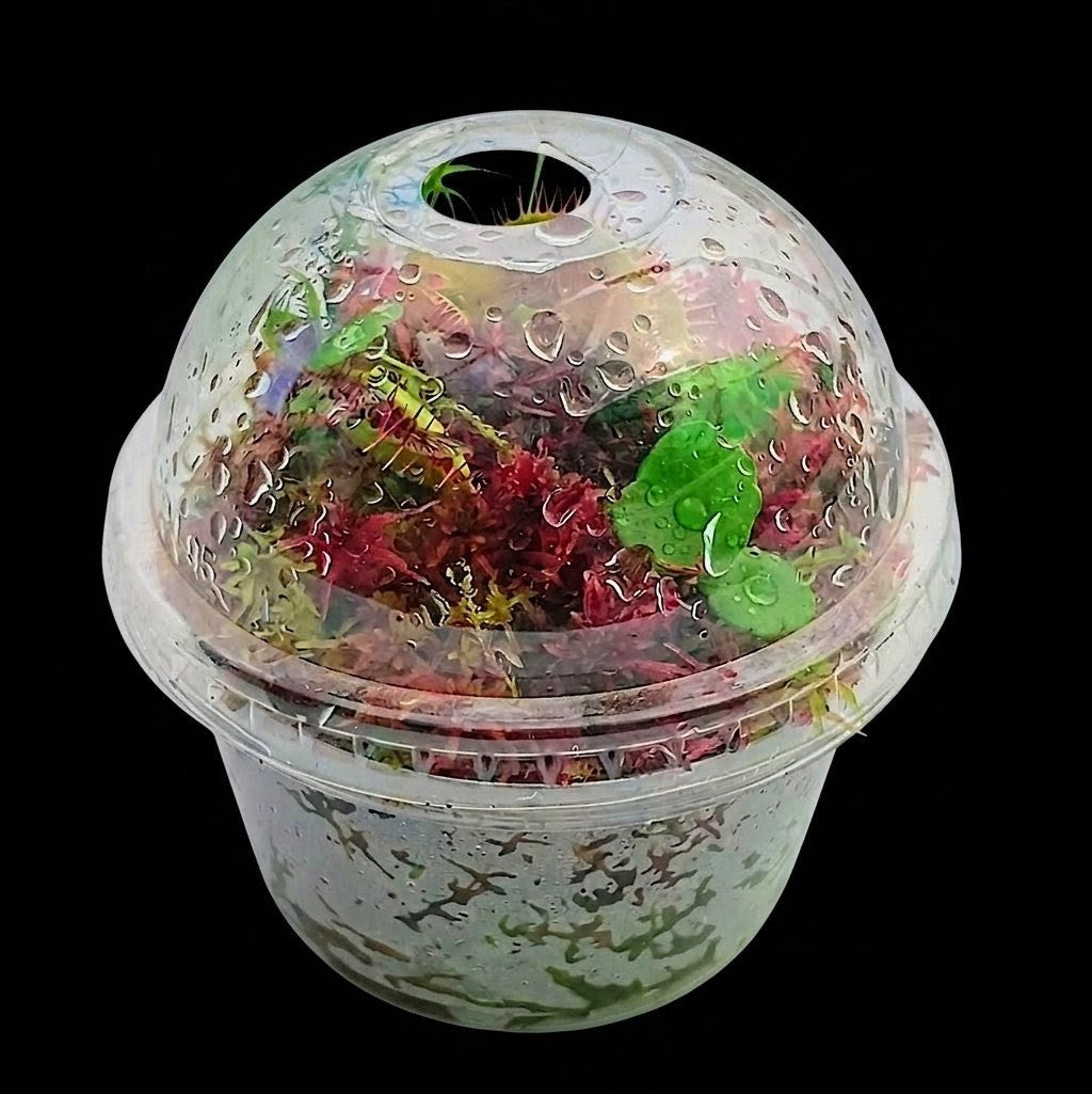 Mini bog terrarium Dionaea Venus Flytrap live red Sphagnum Moss sustainable MossBoss