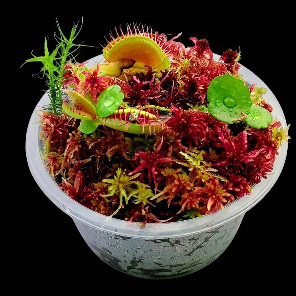 Nano Bogarium with Dionaea muscipula Venus Flytrap and live red Sphagnum Moss MossBoss