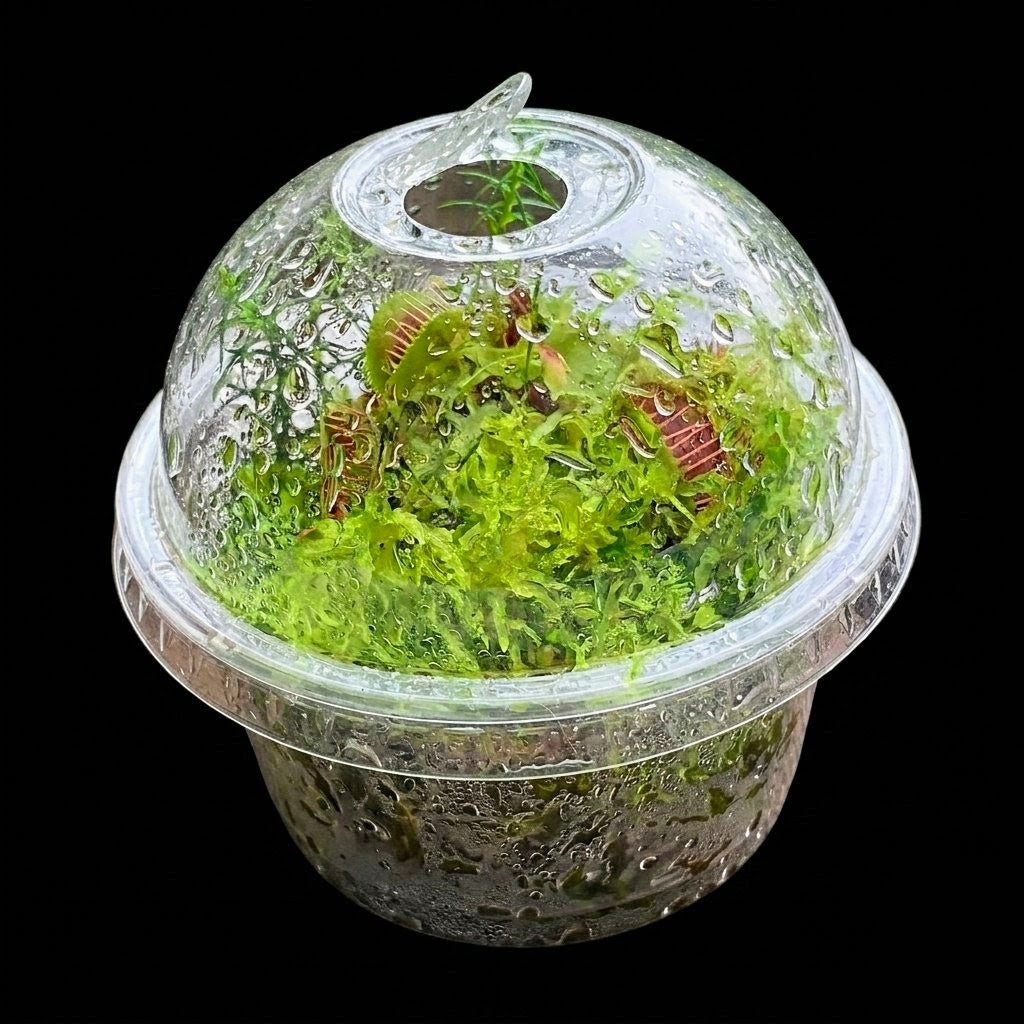 Dionaea muscipula Venus Flytrap nano Bogarium live green Sphagnum Moss micropropagated MossBoss
