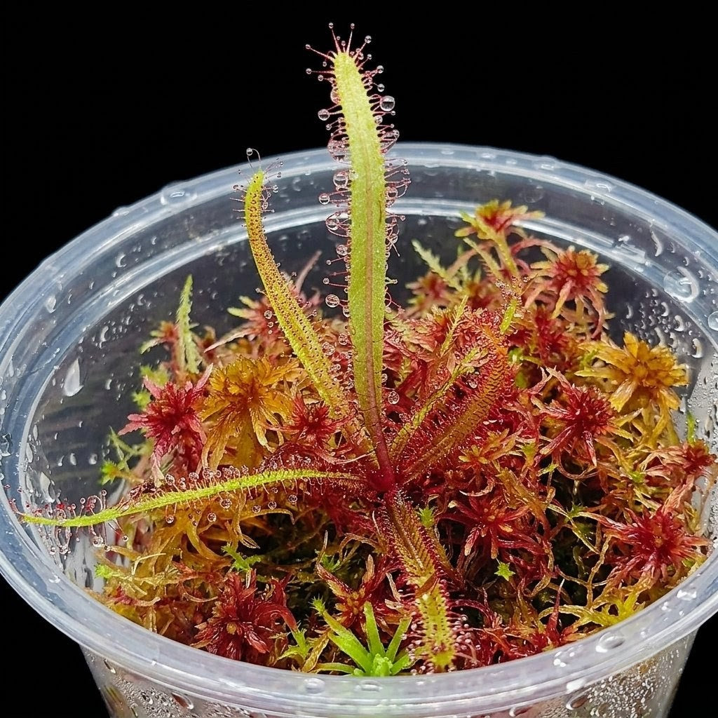Live red Sphagnum Moss nano Bogarium Drosera Adelae sustainable micropropagated MossBoss