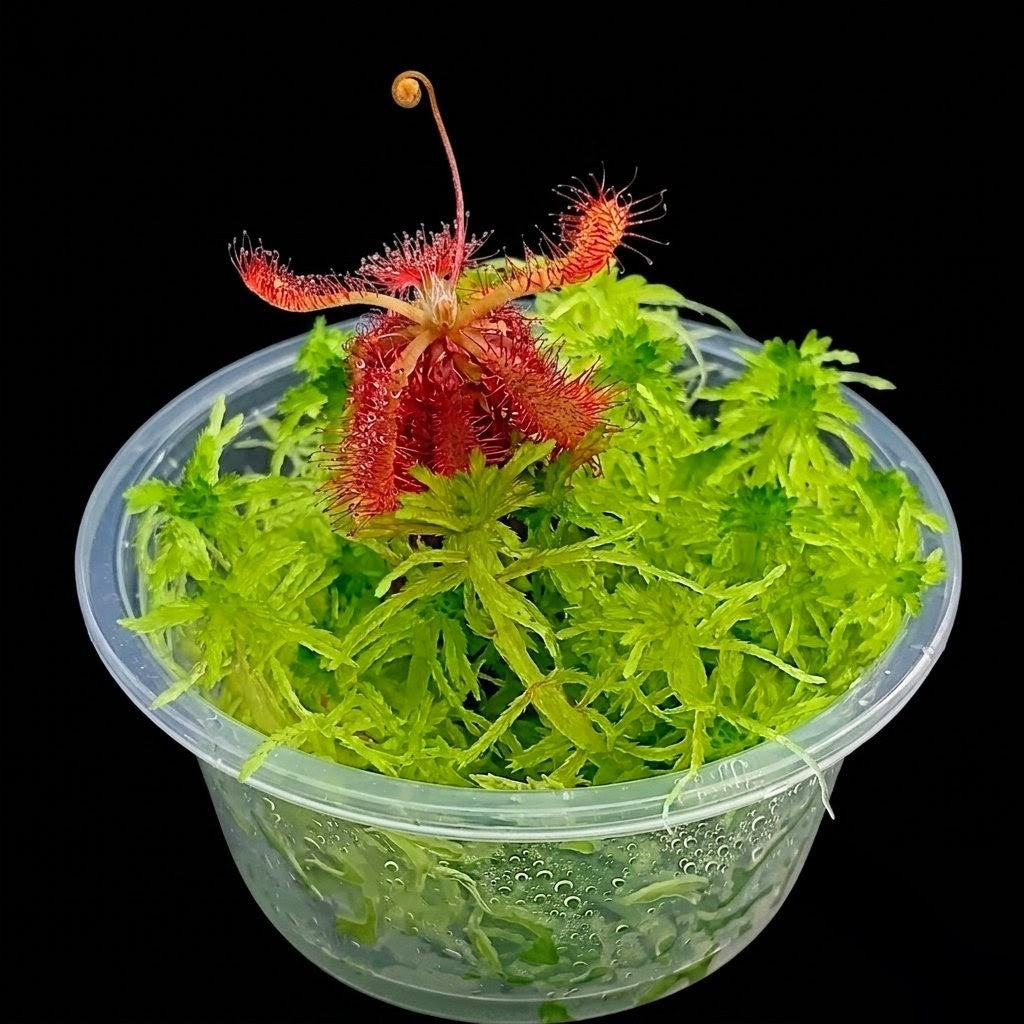 Nano Bogarium with Drosera Spatulata Ultramafica and live green Sphagnum Moss MossBoss