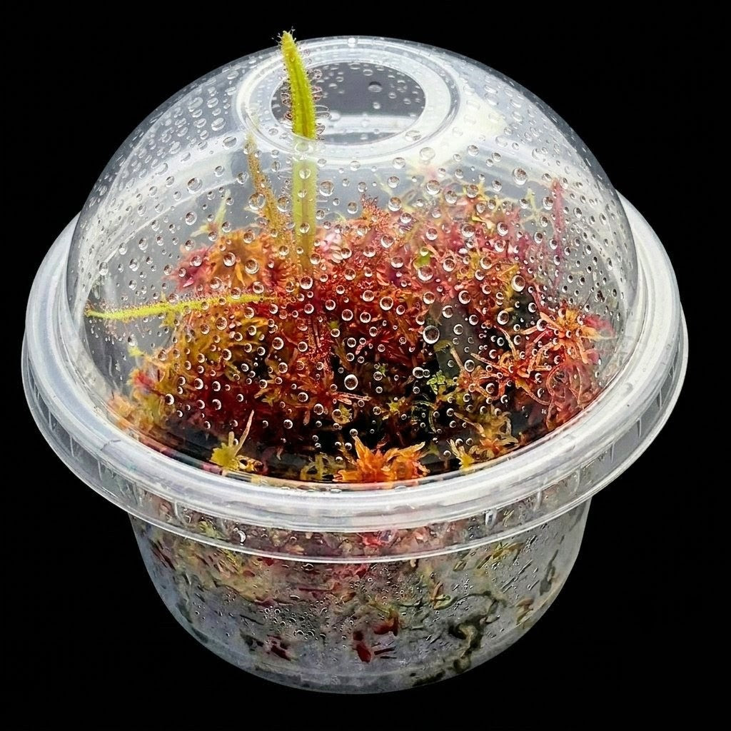 Mini bog terrarium Drosera Adelae live red Sphagnum Moss sustainable MossBoss