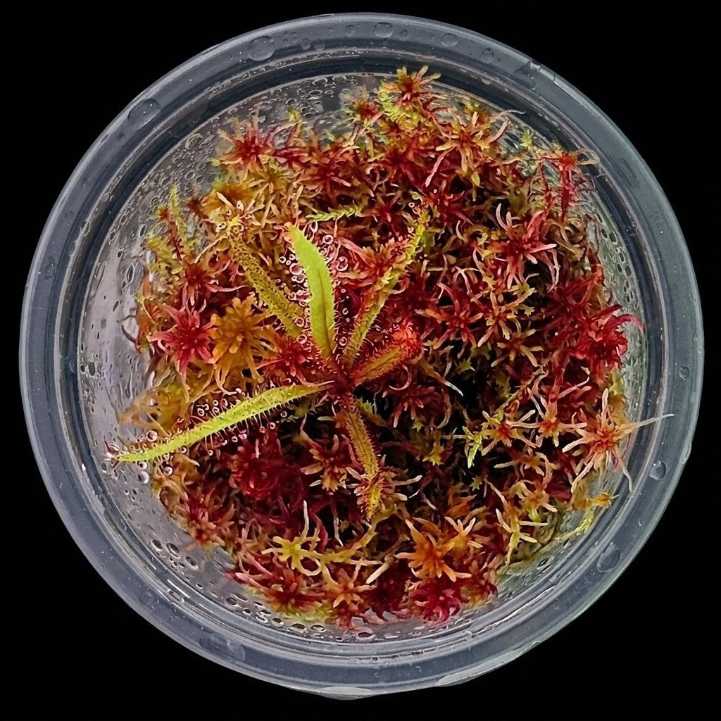 Drosera Adelae carnivorous plant mini bog terrarium live red Sphagnum Moss MossBoss