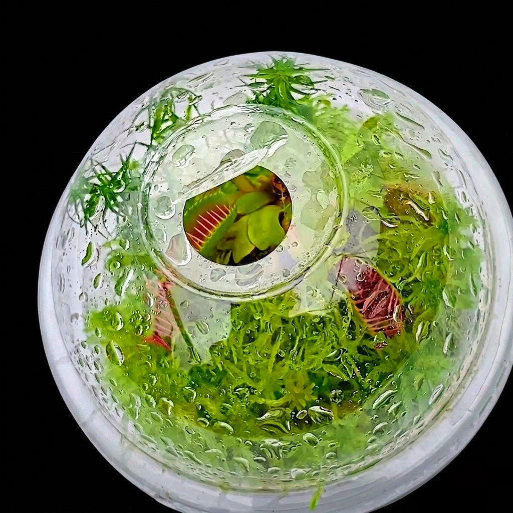Mini bog terrarium Dionaea Venus Flytrap live green Sphagnum Moss sustainable MossBoss