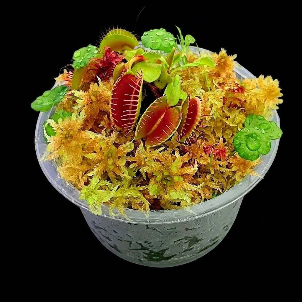 Nano Bogarium with Dionaea muscipula Venus Flytrap and amber gold live Sphagnum Moss MossBoss