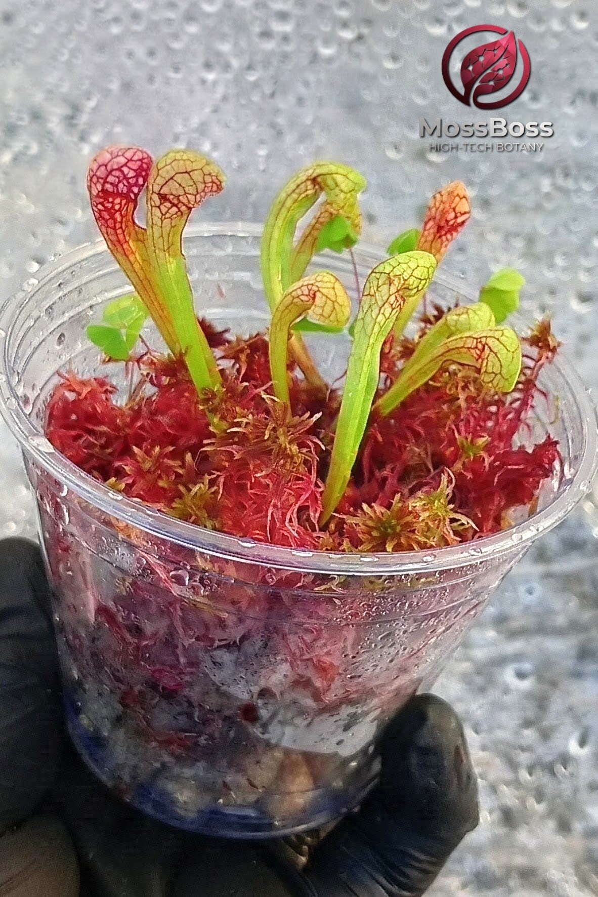 Bogarium mini bog Carnivorous Plants Terrarium with sarracenia Scarlet Belle and Red Live Sphagnum bog Moss Sustainable Micropropagated Clean and Pest Free bio substrate by MossBoss 