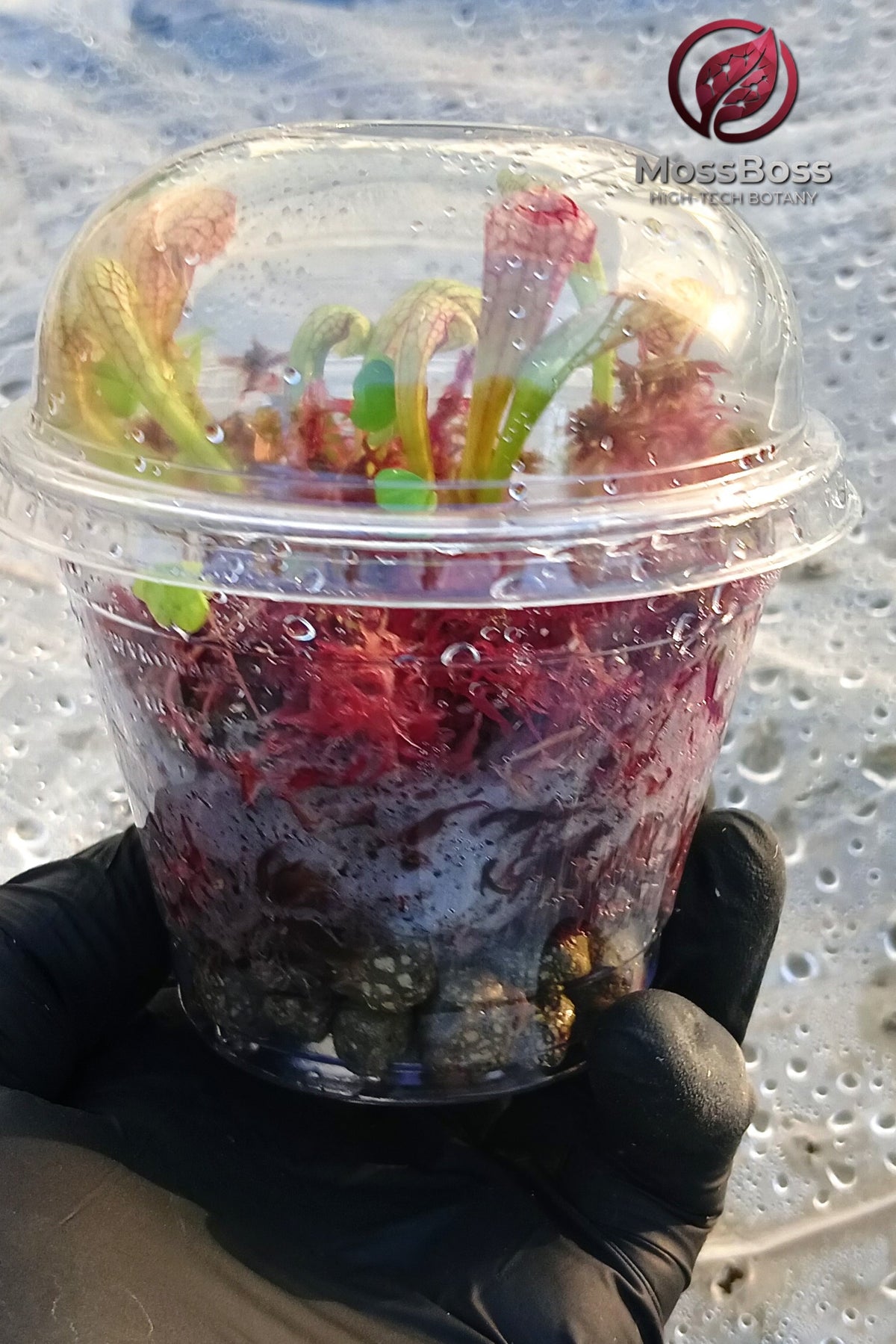 Carnivorous Plants mini bog Terrarium setup growing Carnivorous Plants sarracenia Scarlet Belle and Red Live Sphagnum bog Moss Clean and Pest Free bio substrate by MossBoss 