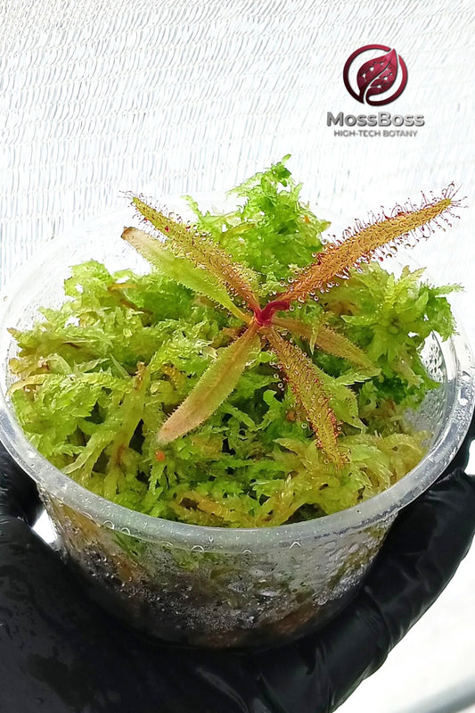 Mini bog Terrarium setup with Fresh natural Green live Sphagnum bog Moss Clean and Pest Free bio substrate and Carnivorous Plants Drosera Adelae MossBoss 