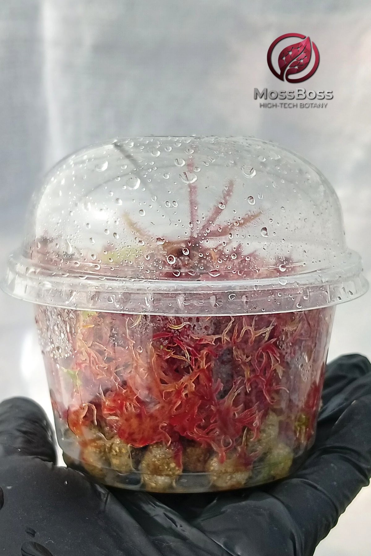 Closed mini bog Terrarium with Carnivorous Plants Drosera Adelae and Red Live Sphagnum bog Moss Sustainable Clean and Pest Free bio substrate MossBoss 