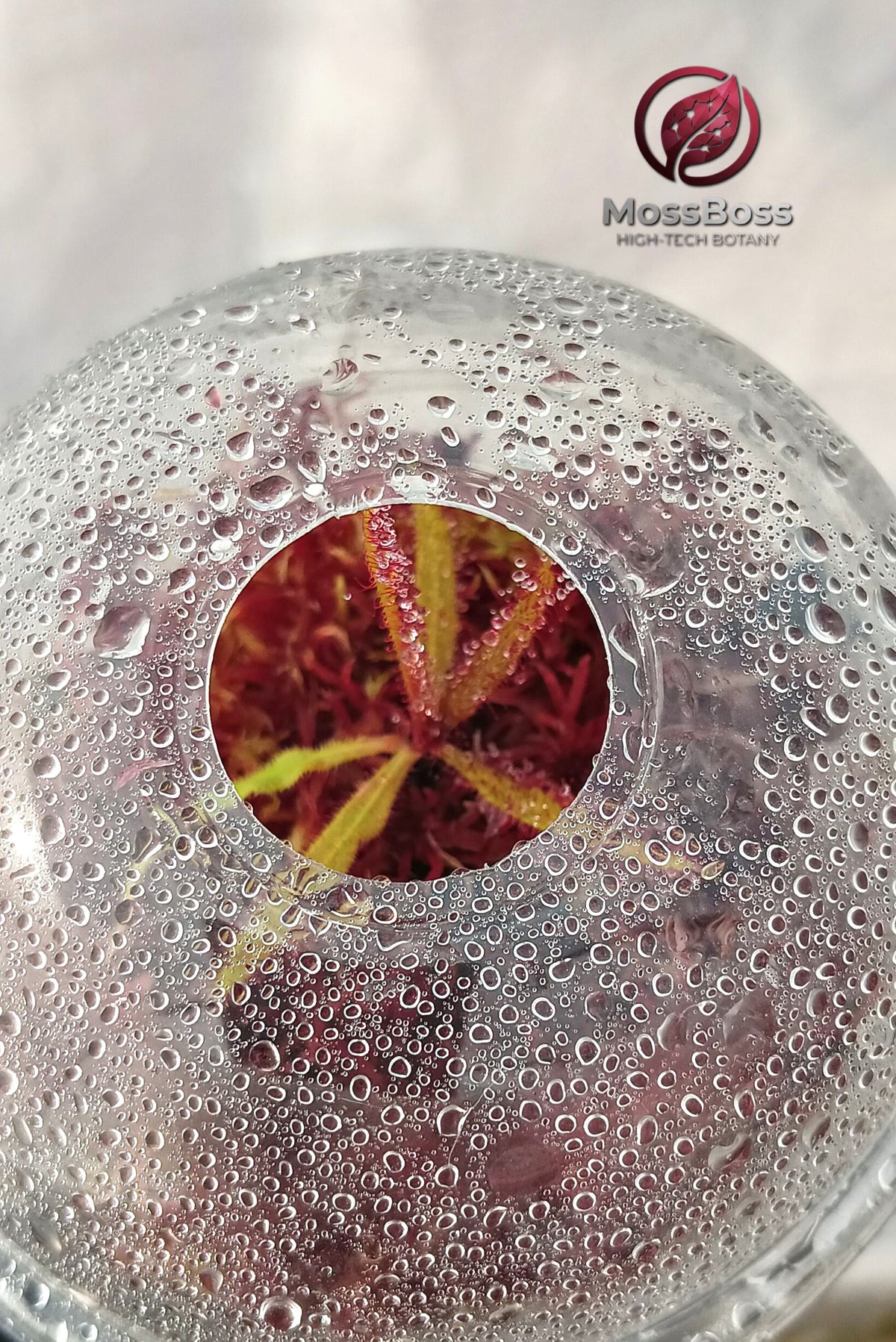 Mini bog Bogarium Cápsules gift with Exotic Carnivorous Plants Drosera Adelae and Red Live Sphagnum bog Moss Sustainable Micropropagated Clean and Pest Free bio substrate by MossBoss 
