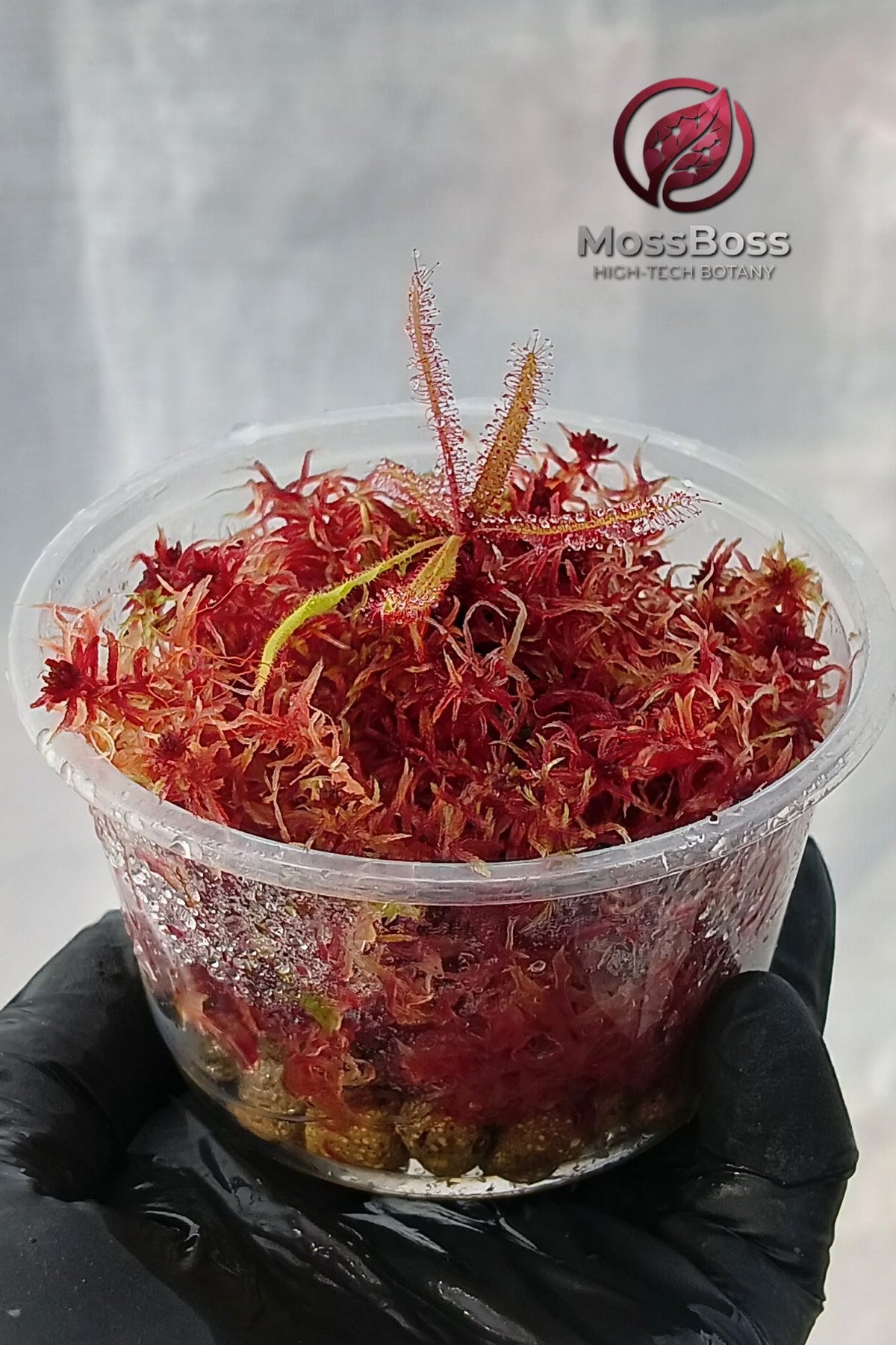 Carnivorous Plants Terrarium with Drosera Adelae and Red Live Sphagnum bog Moss Clean and Pest Free bio substrate MossBoss 