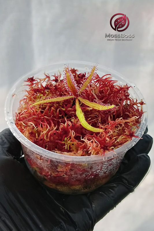 Mini bog Terrarium with Carnivorous Plants Drosera Adelae and Red Live Sphagnum bog Moss Sustainable Micropropagated Clean and Pest bio substrate MossBoss 
