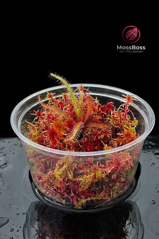 Bogarium Cápsules mini Carnivorous Plants Terrarium with drosera Adelae,Red Live Sphagnum Moss biotope MossBoss 