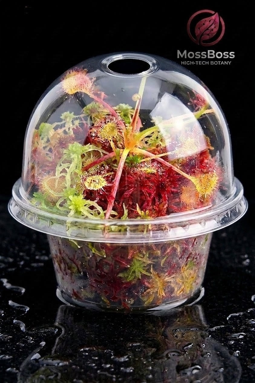 Closed mini Carnivorous Plants Terrarium with Sundew Drosera Rotundifolia and Fresh natural Clean Pest Free Red Live Sphagnum Peat Moss substrate Sustainable Micropropagated MossBoss 