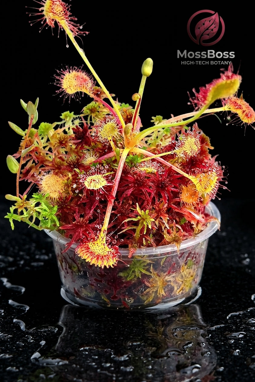 Carnivorous Plants Terrarium with Sundew Drosera Rotundifolia and Fresh natural red Live Sphagnum Peat Moss bio substrate Sustainable Micropropagated MossBoss.
