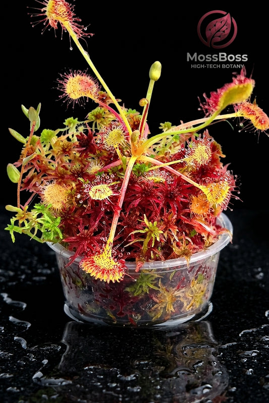 Carnivorous Plants Terrarium with Sundew Drosera Rotundifolia and Fresh natural red Live Sphagnum Peat Moss bio substrate Sustainable Micropropagated MossBoss.