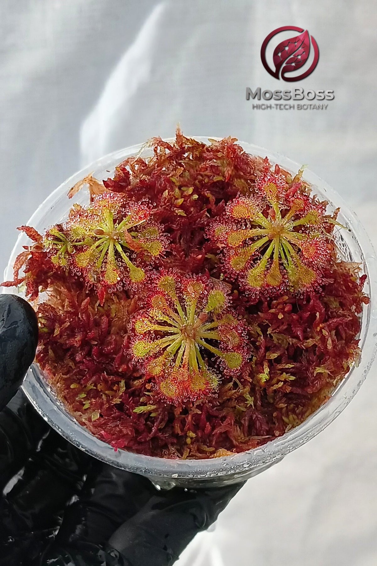 Carnivorous Plants Terrarium with Drosera Spatulata and Red Live Sphagnum bog Moss Sustainable Micropropagated Clean and Pest Free,The ultimate botanical gift for rare Exotic plant collectors!