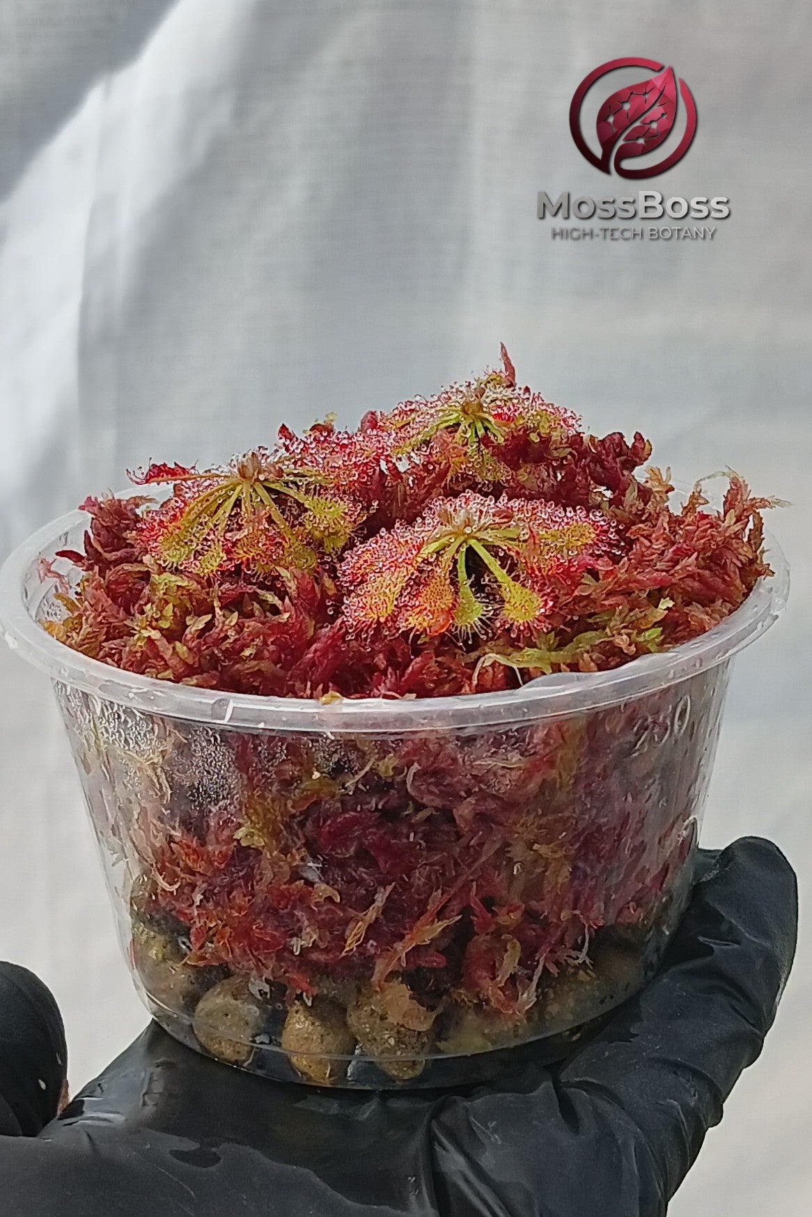 Bogarium mini bog Terrarium with Drosera Spatulata and Red Live Sphagnum bog Moss Sustainable Micropropagated Clean and Pest Free bio substrate,The ultimate botanical gift for rare Exotic plant collectors!