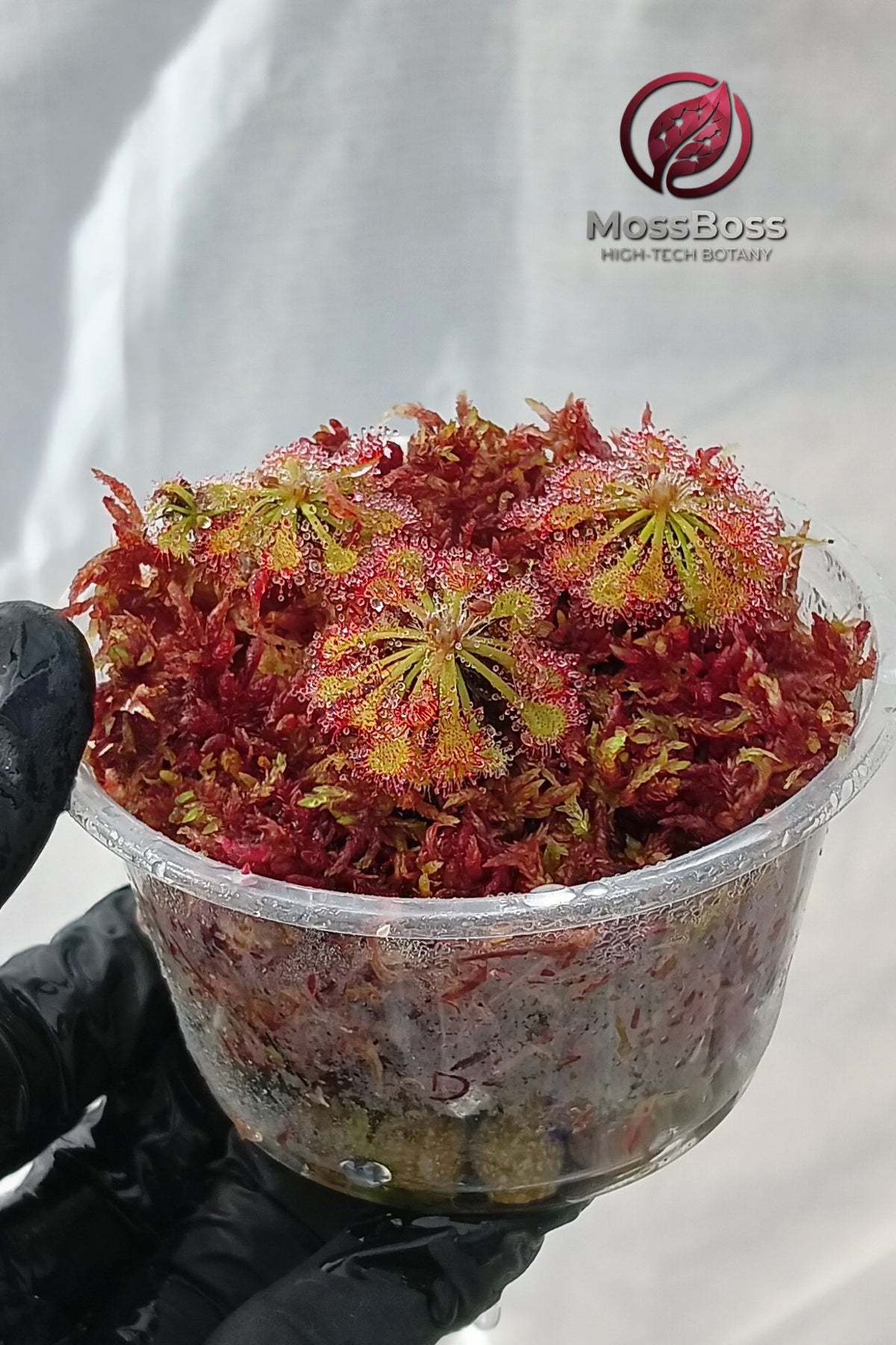 Moss Terrarium with Live Red Sphagnum bog Moss and Carnivorous Plants Drosera Spatulata,The ultimate botanical gift for rare exotic plant collectors!