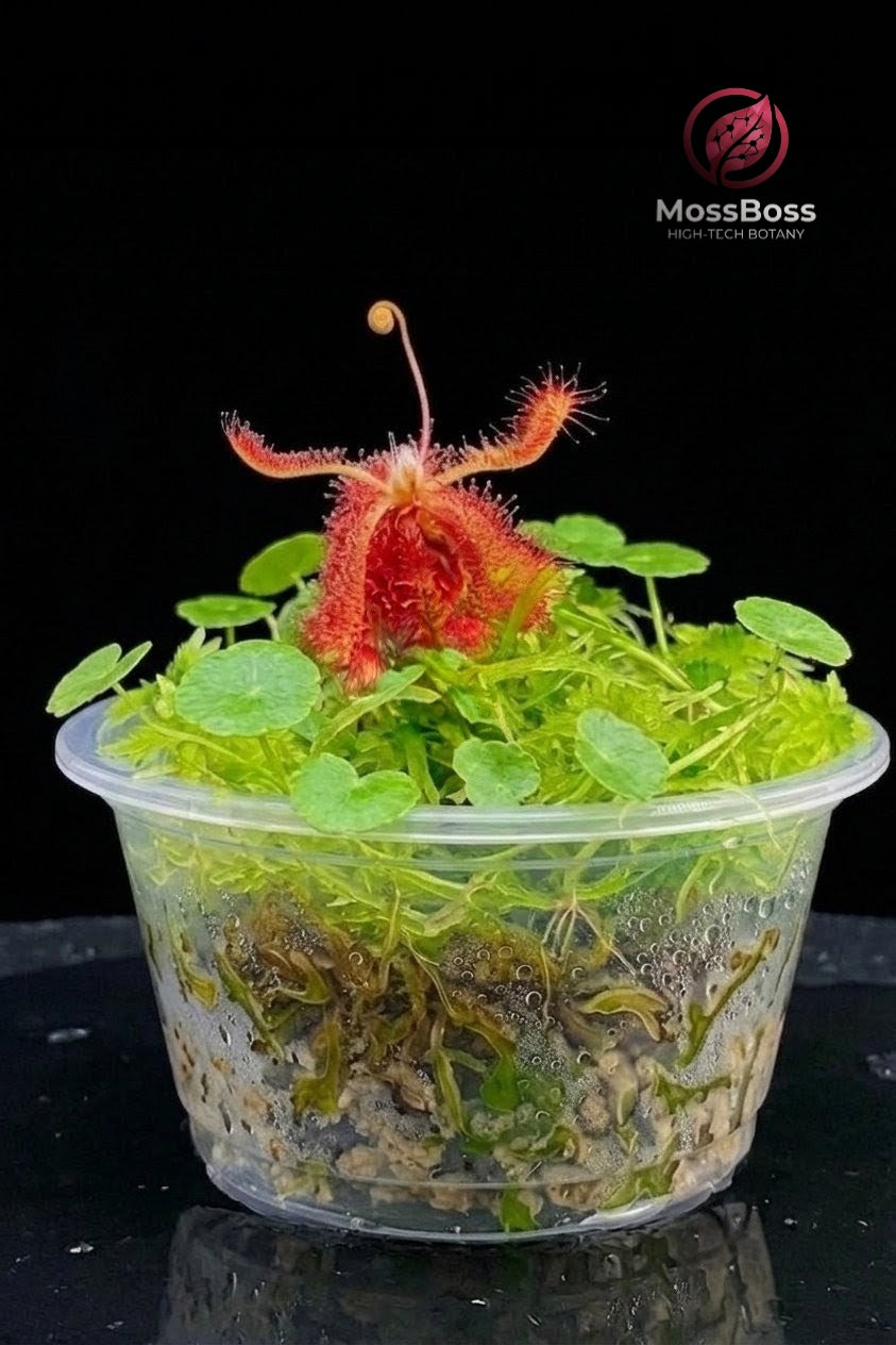 Close-up of a small, clear plastic cup Carnivorous Plants terrarium from MossBoss containing a thriving mini bog. A central, red Drosera spatulata-Ultramafica carnivorous sundew plant displays sticky mucilage droplets and an unrolling flower stalk. It grows within a carpet of live green sphagnum moss and small, circular Hydrocotyle vulgaris (water pennywort) plants. Condensation is visible inside the cup. The red and black MossBoss high-tech botany logo is on the black background.