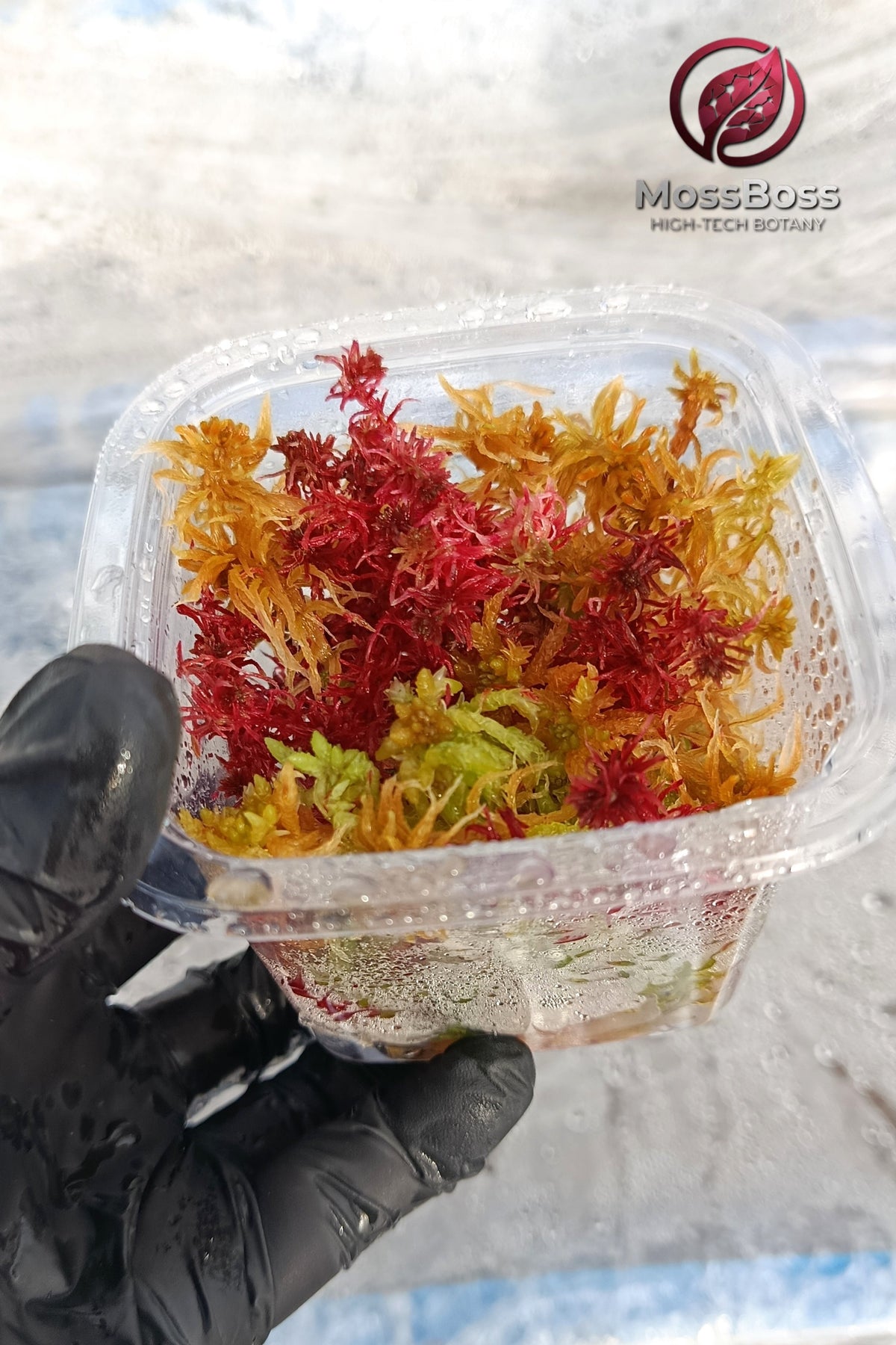 Propagate Red Live Sphagnum bog Moss Fresh natural Clean and Pest Free best bio substrate for Closed Terrariums 