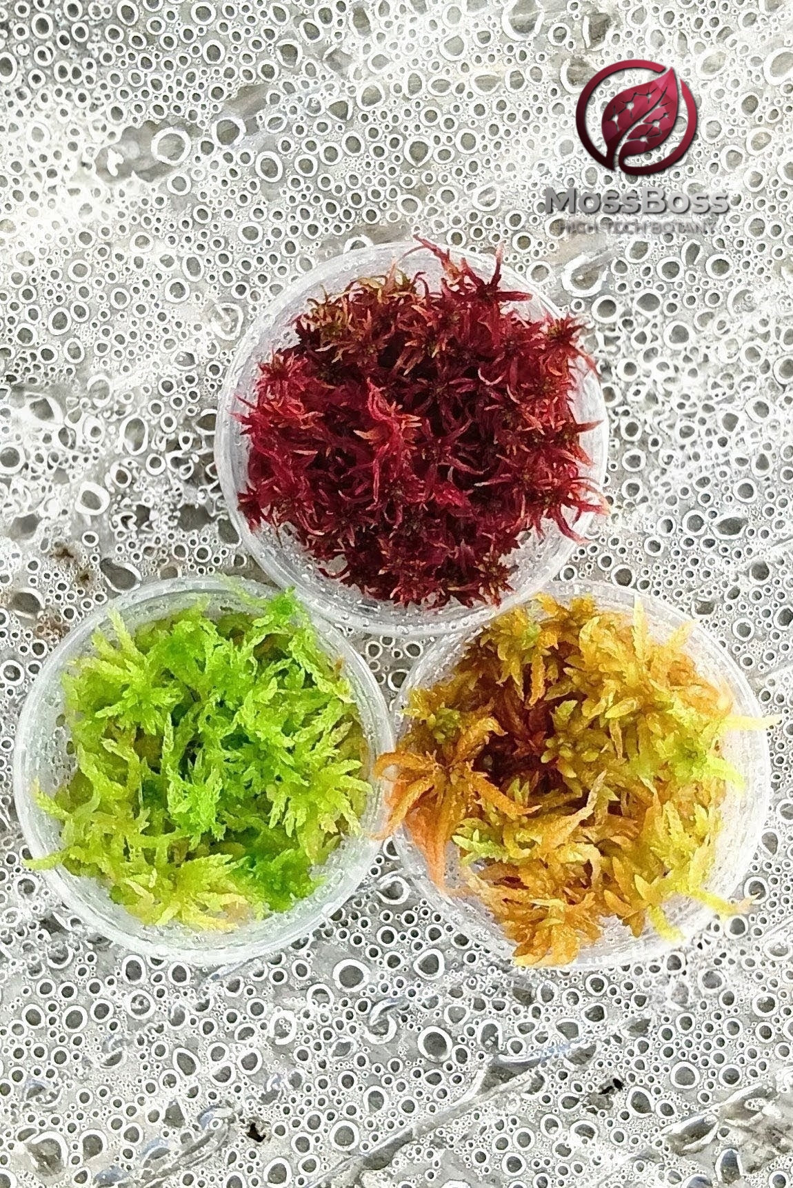 Red Yellow Green Fresh natural Live Sphagnum bog Moss Sustainable Micropropagated Clean and Pest Free best bio substrate for Closed Terrariums