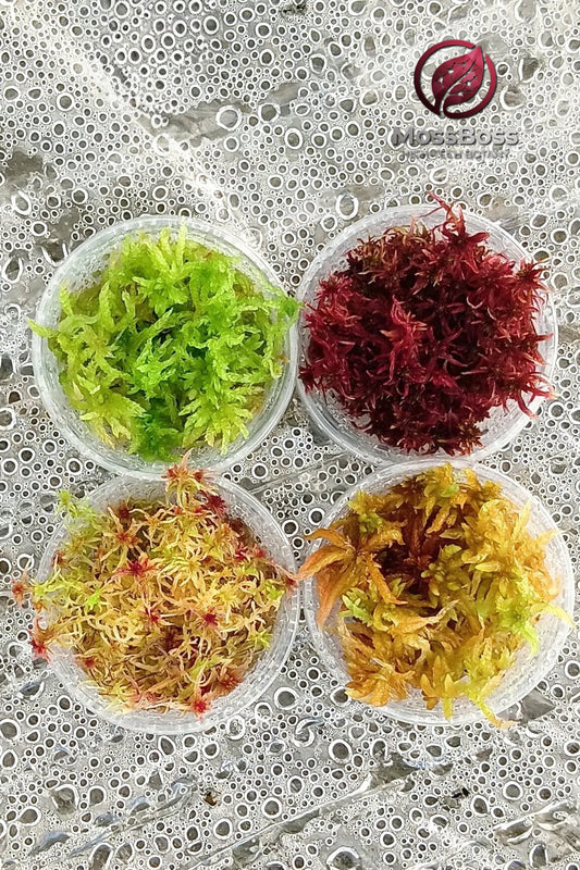 Grow Red Yellow Green Fresh natural Live Sphagnum bog Moss Sustainable Micropropagated Clean and Pest Free bio substrate for Terrariums 