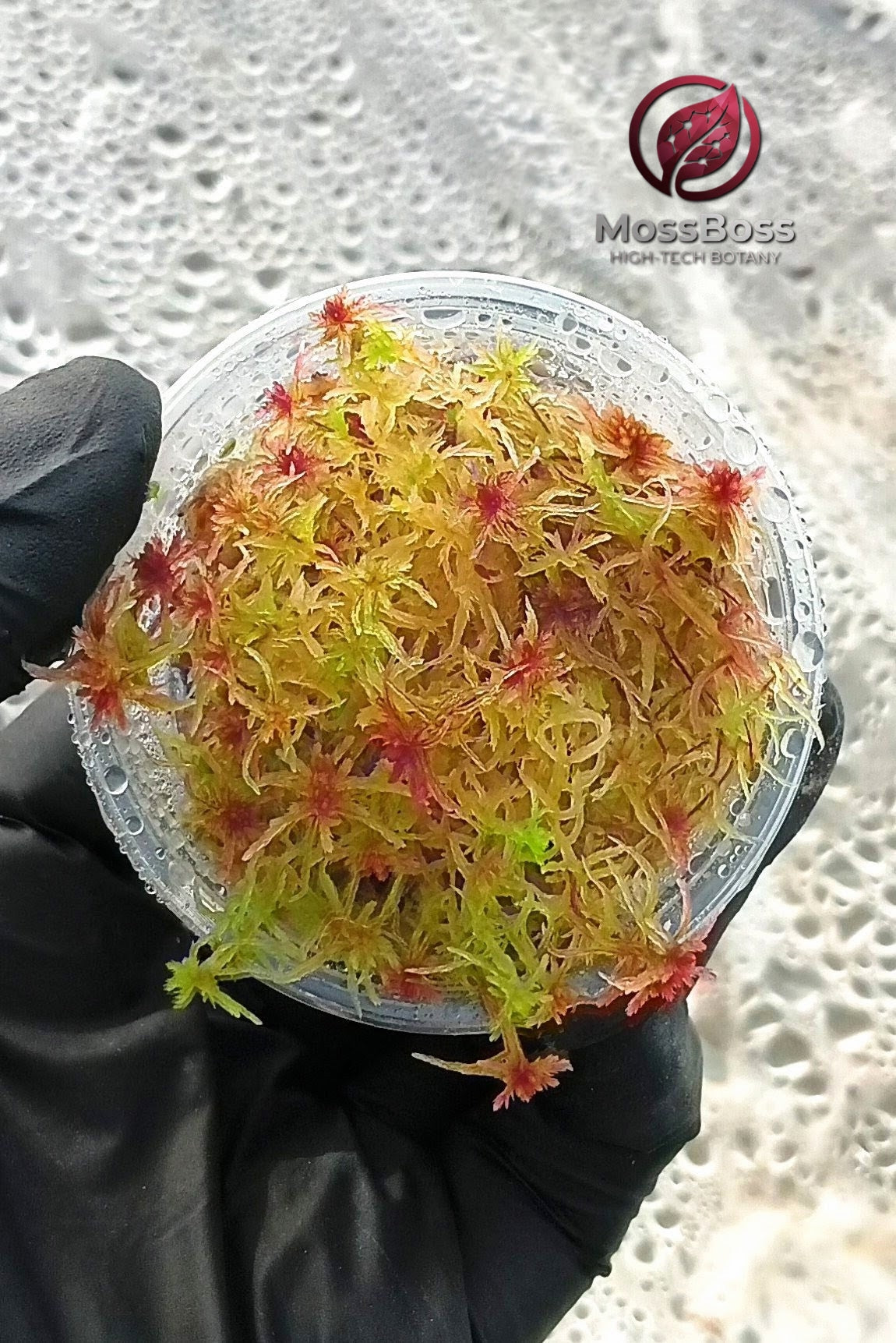 Bogarium with Fresh natural red Yellow Live Sphagnum bog Moss Sustainable Micropropagated MossBoss 