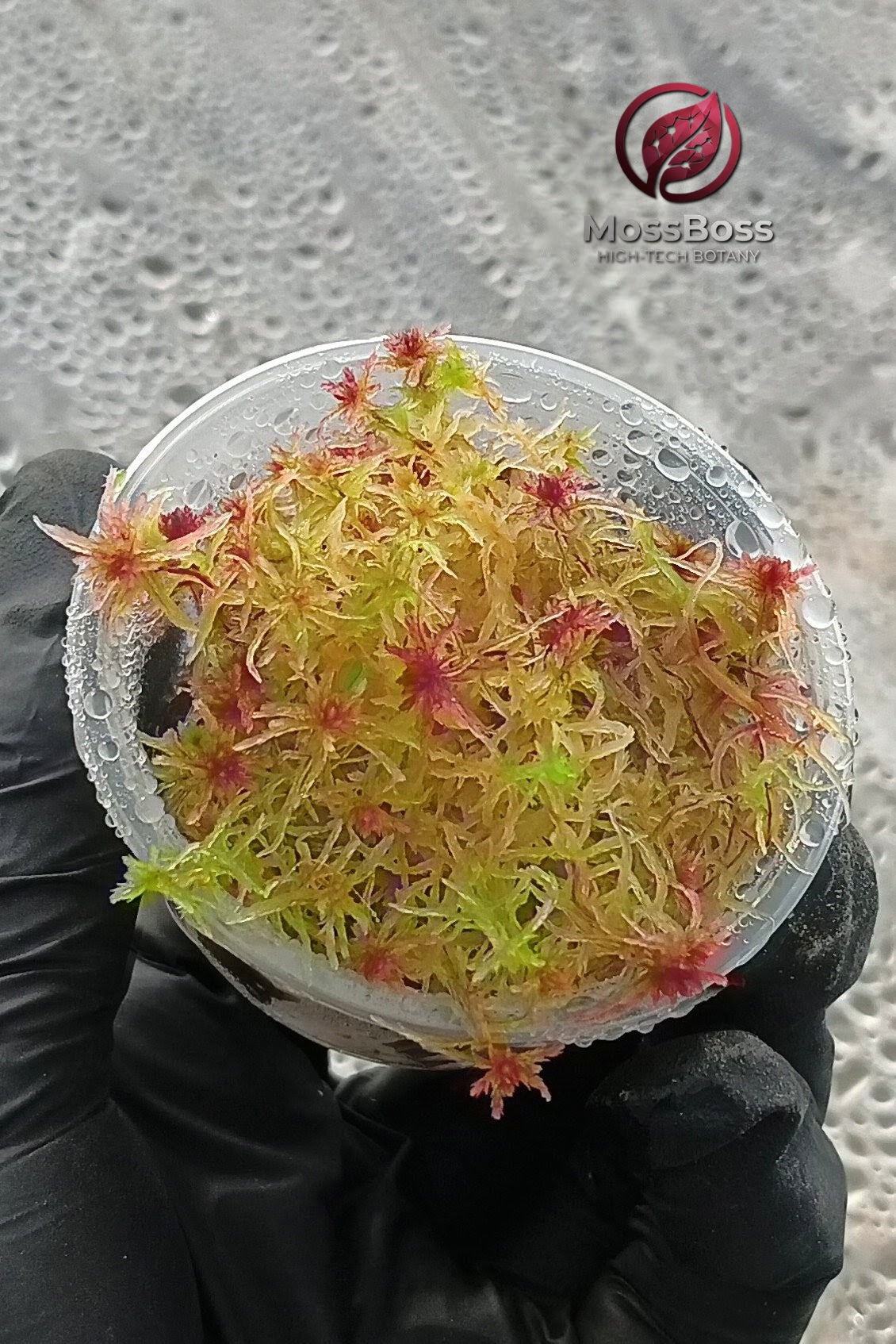 Bogarium mini bog Terrarium with Red Yellow Fresh natural Live Sphagnum bog Moss growing