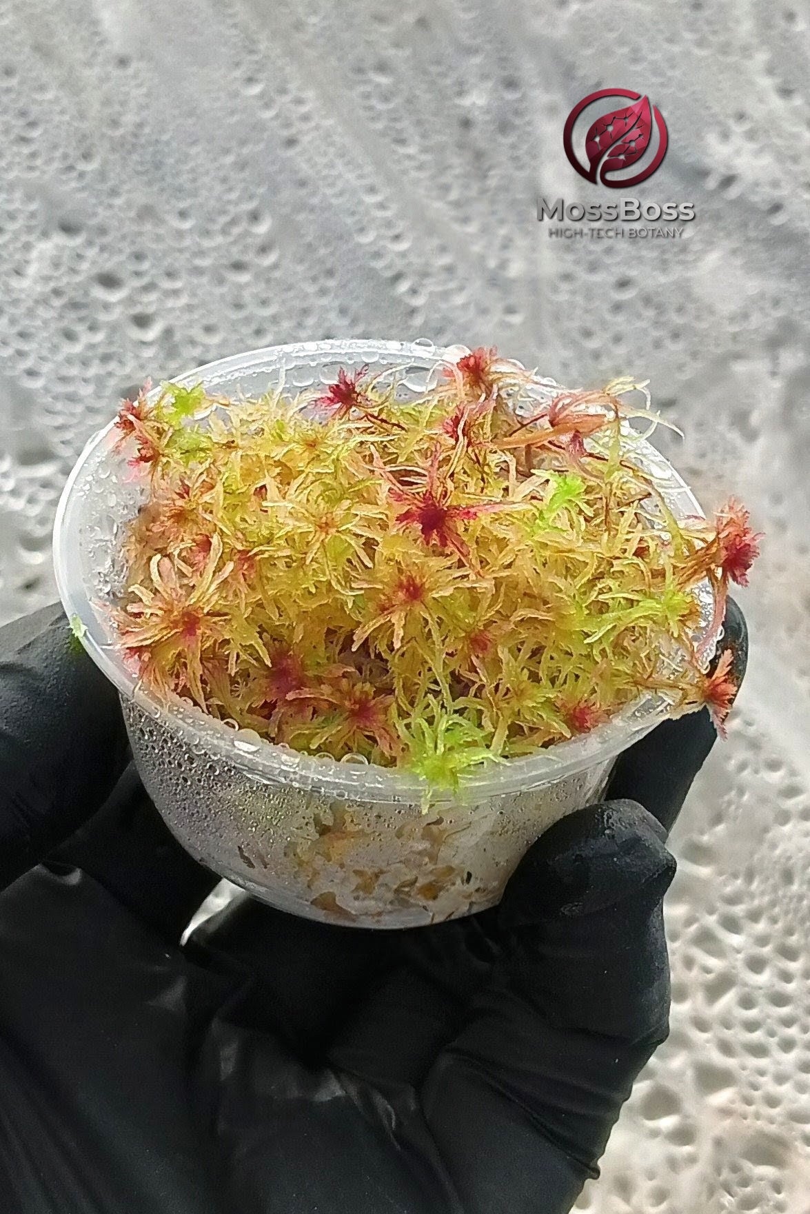 Red Yellow Fresh natural Live Sphagnum bog Moss Sustainable Micropropagated Clean and Pest Free best bio substrate for Closed Terrariums MossBoss 