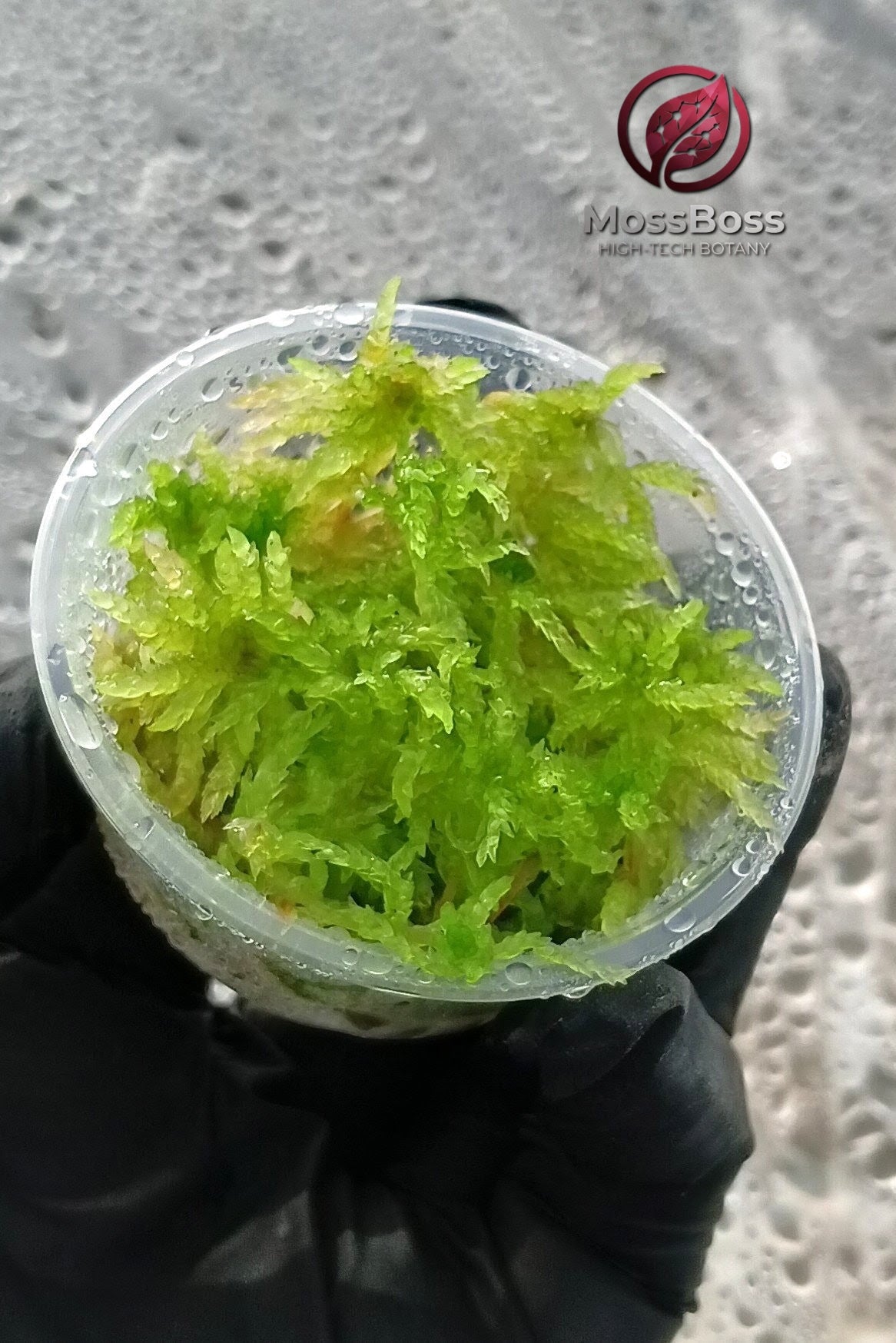 Mini bog Terrarium with Fresh natural Green live Sphagnum bog Moss Sustainable Micropropagated Clean and Pest Free best bio substrate MossBoss 