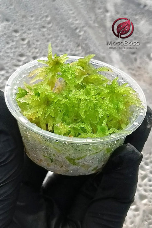 Green Fresh natural Live Sphagnum bog Moss Sustainable Micropropagated Clean and Pest Free best bio substrate for Closed Terrariums MossBoss 