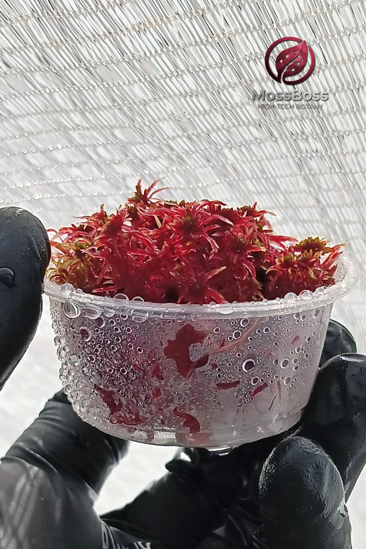 Fresh natural real Red Live Sphagnum bog Moss growing Clean and Pest Free bio substrate MossBoss 