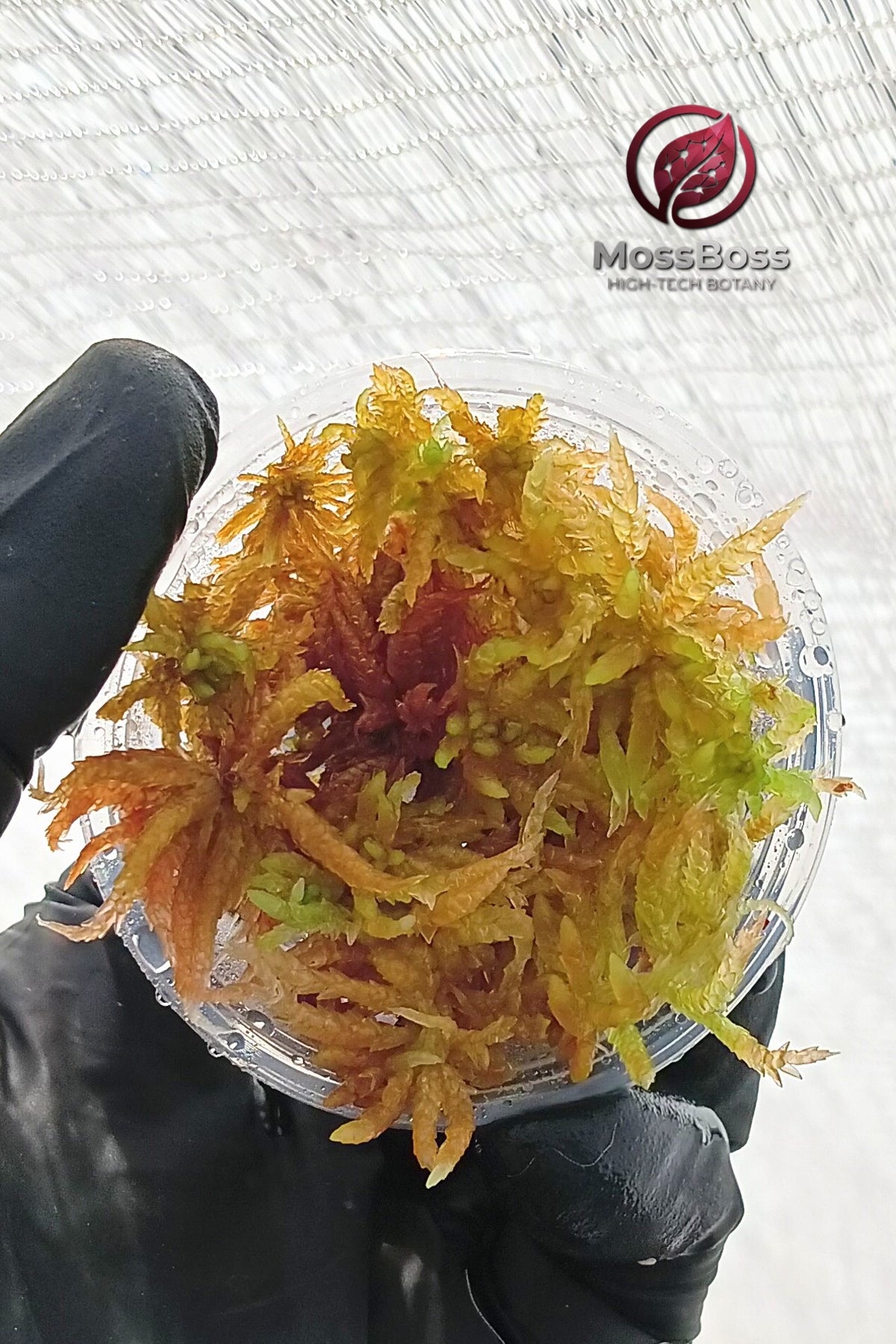Moss Terrarium with Fresh natural Yellow Live Sphagnum bog Moss Sustainable Micropropagated Clean and Pest Free bio substrate MossBoss 