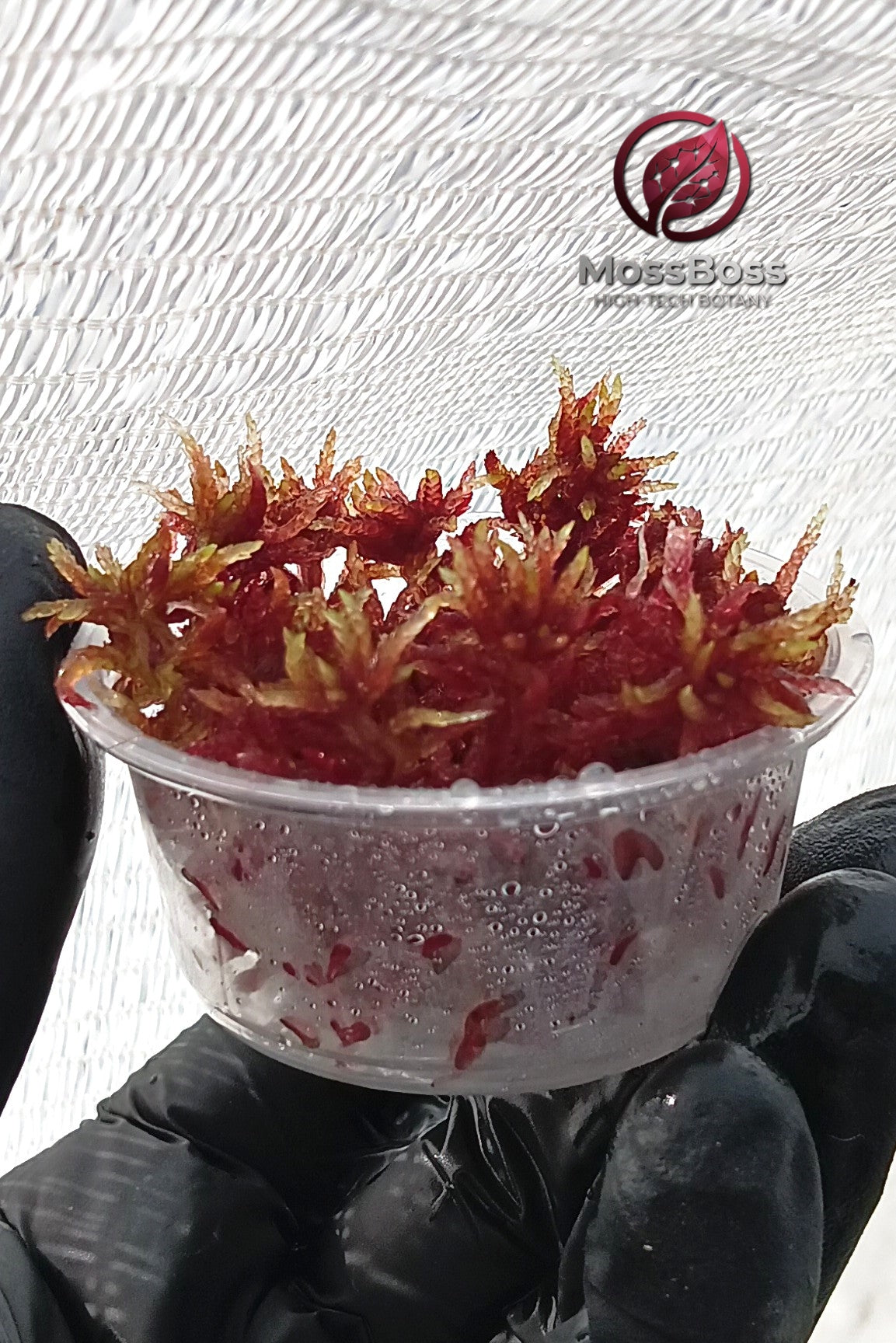 Red Live Sphagnum bog Moss Sustainable Micropropagated Clean and Pest Free best bio substrate for Closed Terrariums MossBoss.