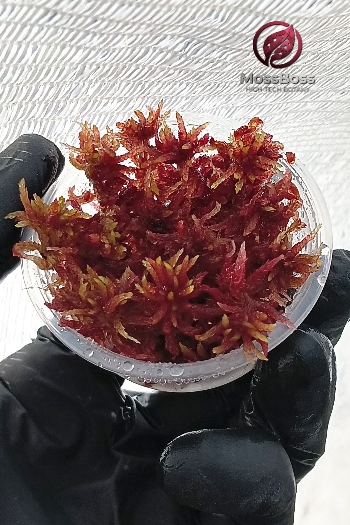 Fresh natural real Red Live Sphagnum bog Moss Sustainable Micropropagated Clean and Pest Free bio substrate for Terrariums MossBoss.