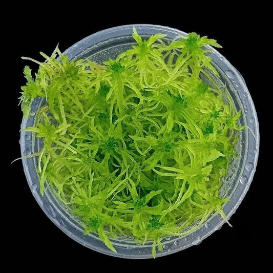 Live Fresh real sphagnum bog Moss Green  Sustainable Micropropagated MossBoss 