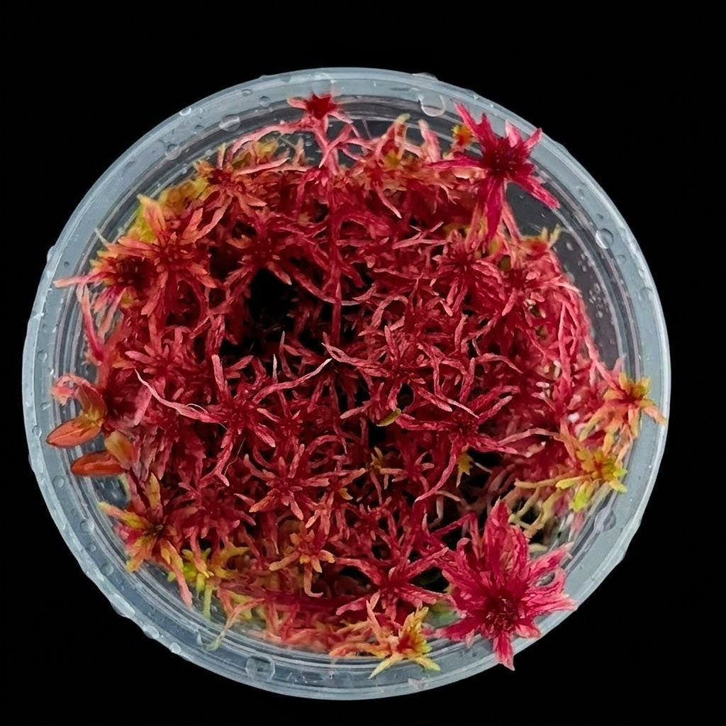 Red Live Sphagnum Bog Moss Sustainable Micropropagated MossBoss 